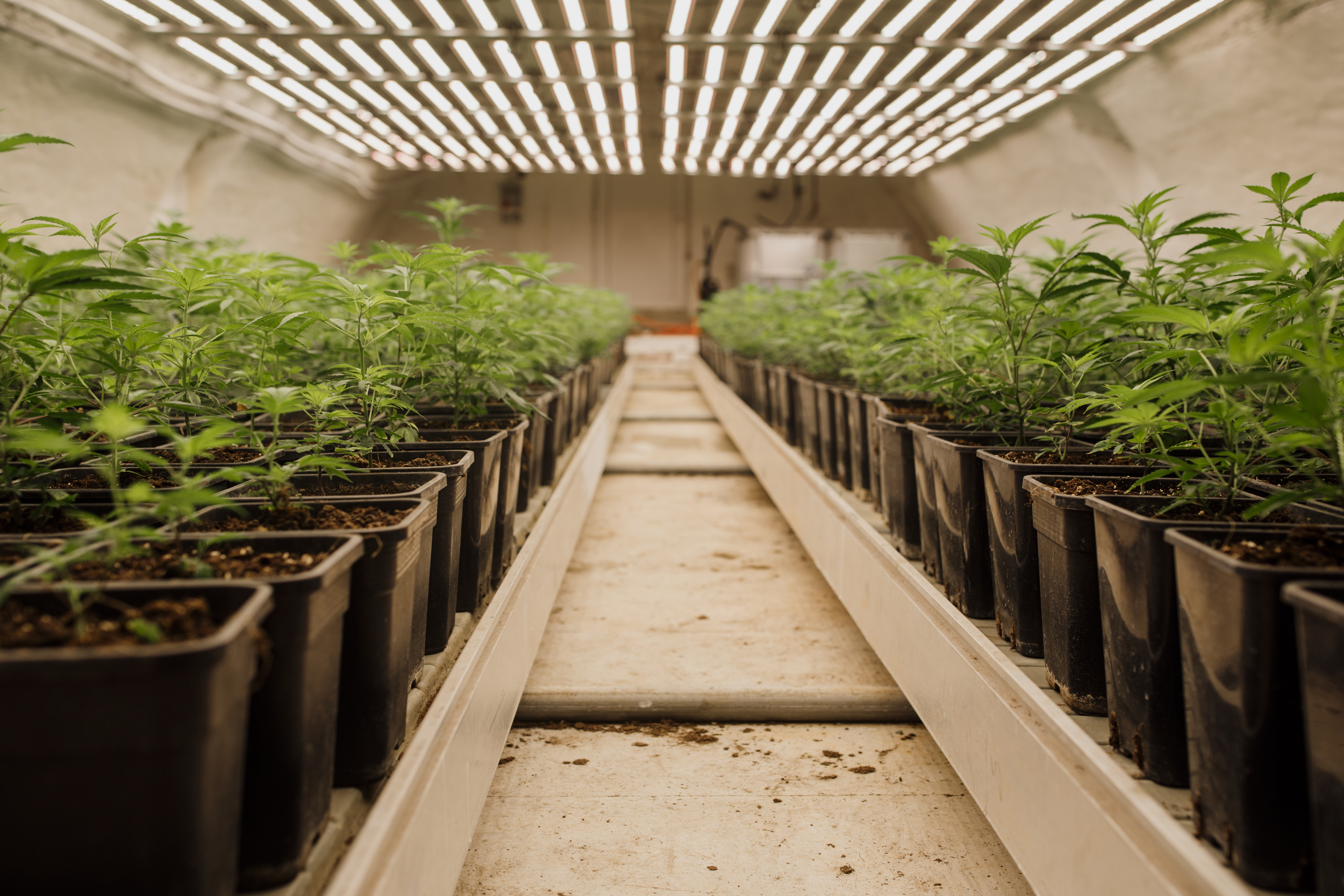 Cannabis plants in a greenhouse