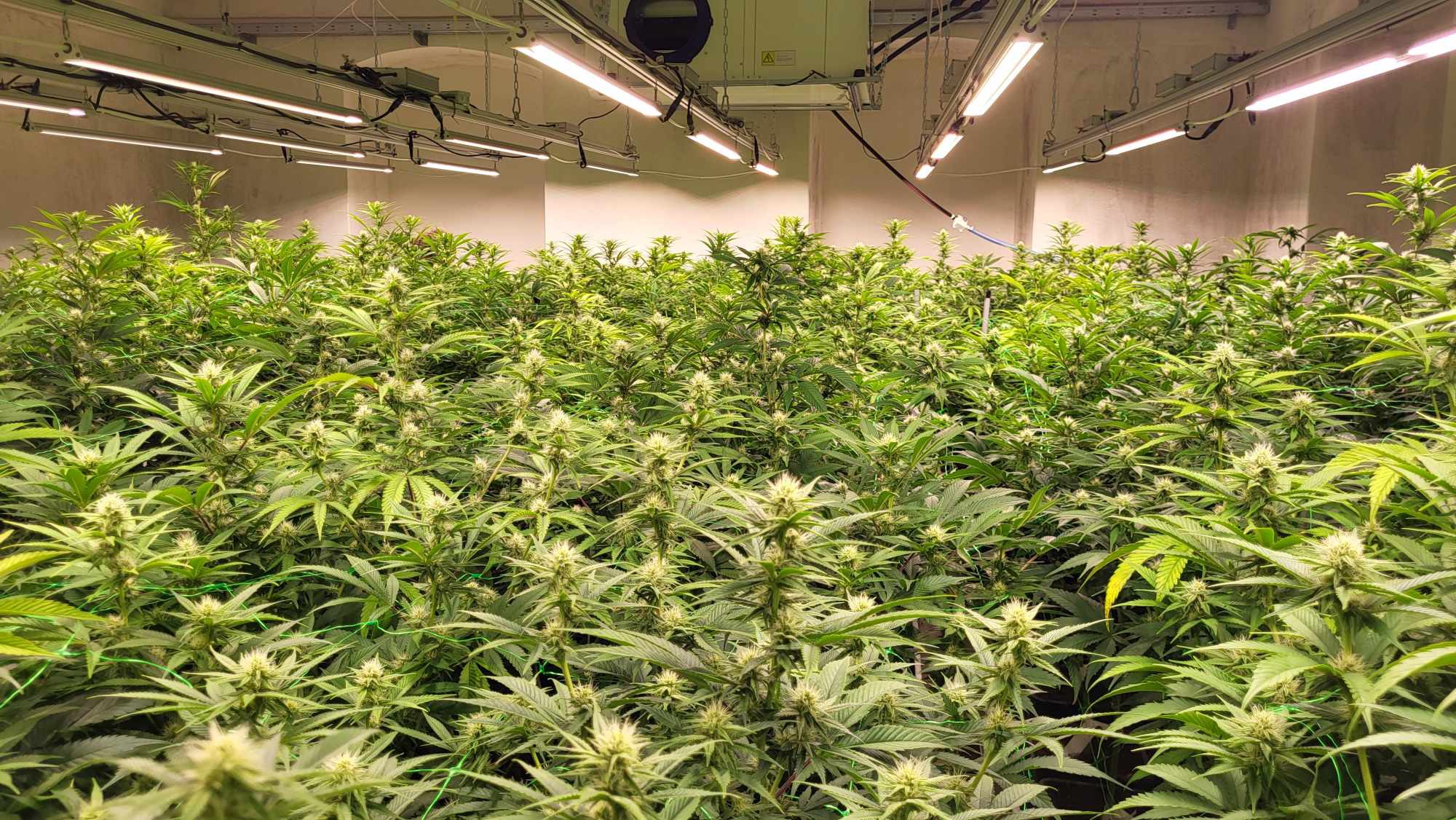 Cannabis plants in a greenhouse